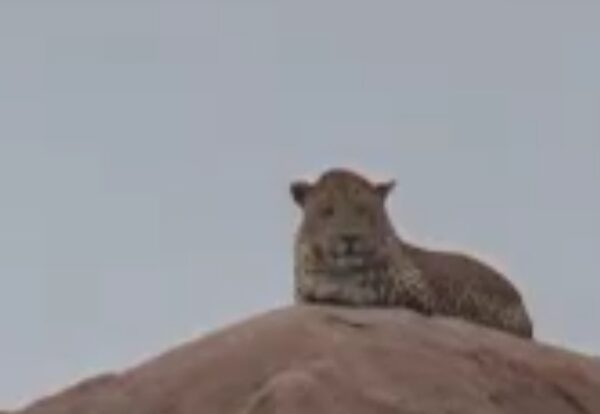 ಹಂಪಿಯಲ್ಲಿ ಪ್ರವಾಸಿಗರಿಗೆ ಚಿರತೆ ಪ್ರತ್ಯಕ್ಷ. ಟ್ರಾಫಿಕ್ ನಿಯಂತ್ರಿಸಿದ ಟ್ಯಾಕ್ಸಿ ಚಾಲಕರು.