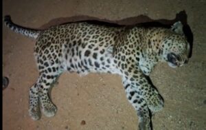 Read more about the article ರಸ್ತೆ ಅಪಘಾತ ಚಿರತೆ ಸಾವು.