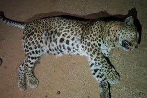 ರಸ್ತೆ ಅಪಘಾತ ಚಿರತೆ ಸಾವು.