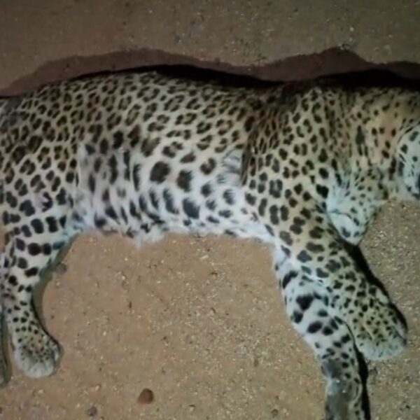 ರಸ್ತೆ ಅಪಘಾತ ಚಿರತೆ ಸಾವು.