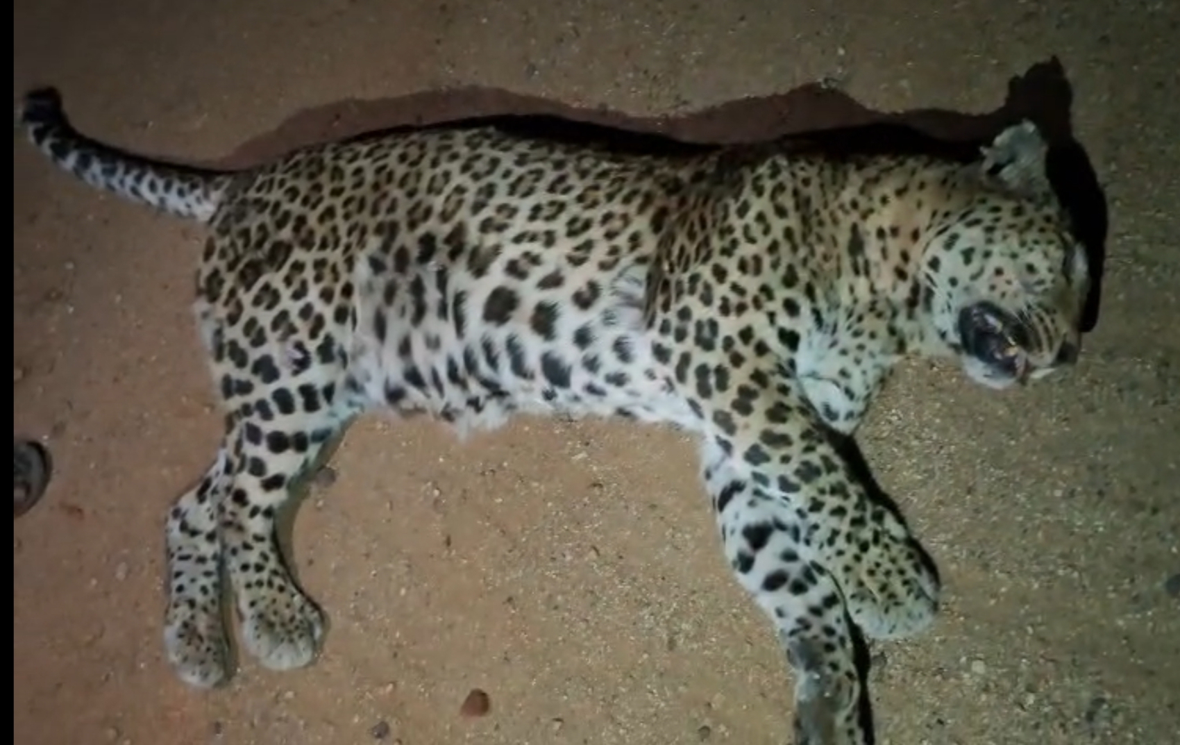 You are currently viewing ರಸ್ತೆ ಅಪಘಾತ ಚಿರತೆ ಸಾವು.